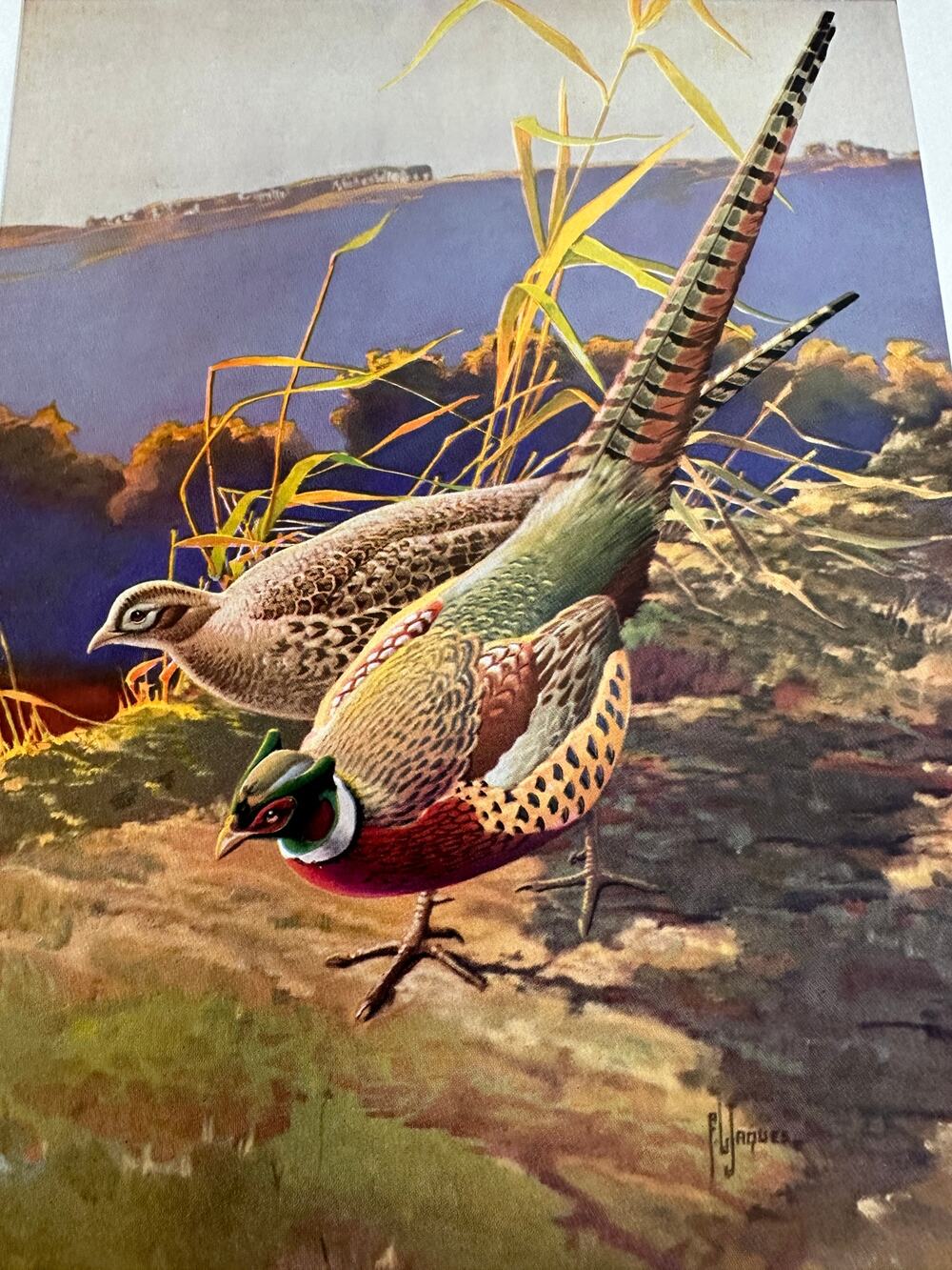 Ringneck Pheasant by Francis Lee Jaques Bird Wildlife Art Print ~ 260509-WH 173